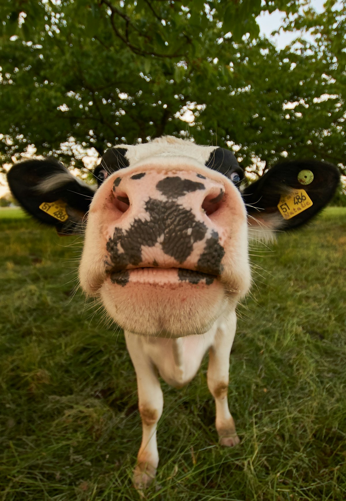 Cow on a farm
