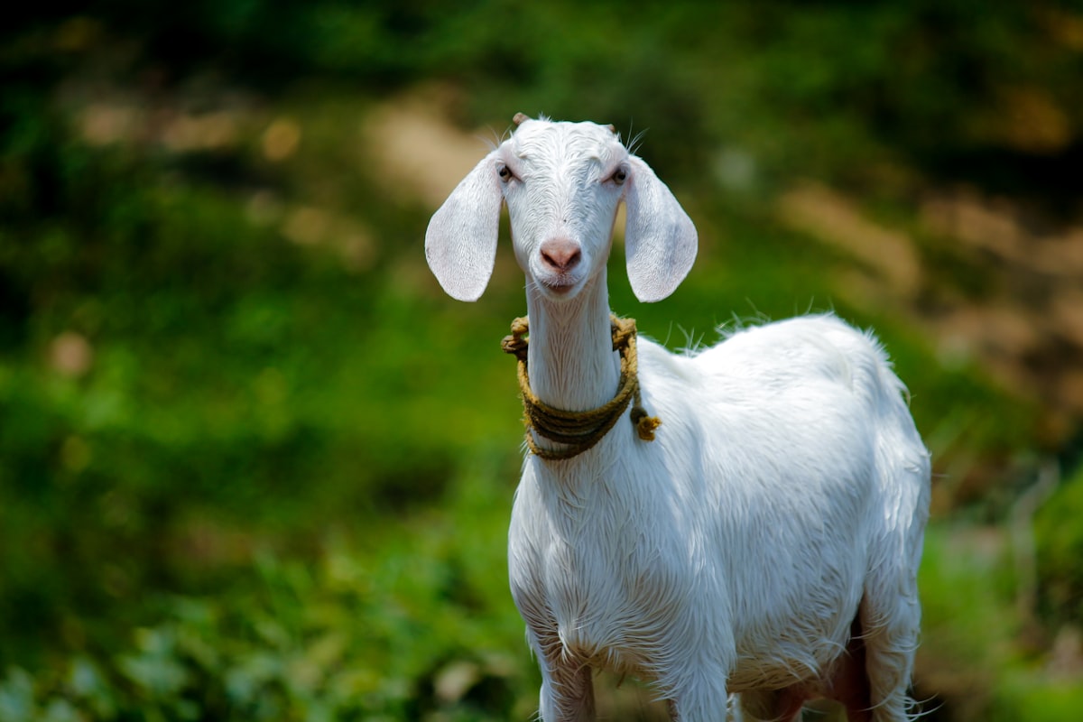 Livestock health prediction